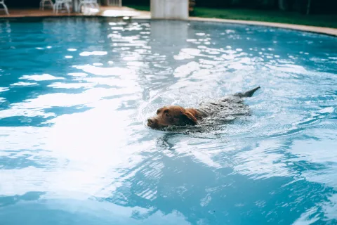 Comedic Summertime Resolutions