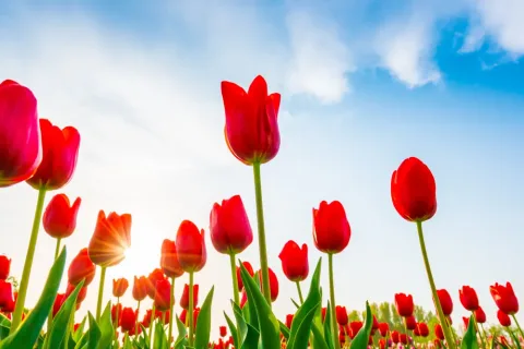 Spring is Around the Corner