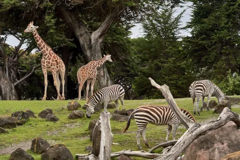 Buffalo Zoo